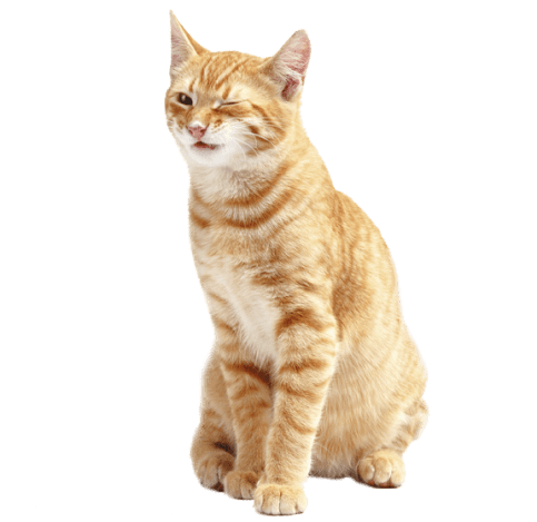 Улыбчивый кот